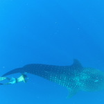 whale shark coral sea